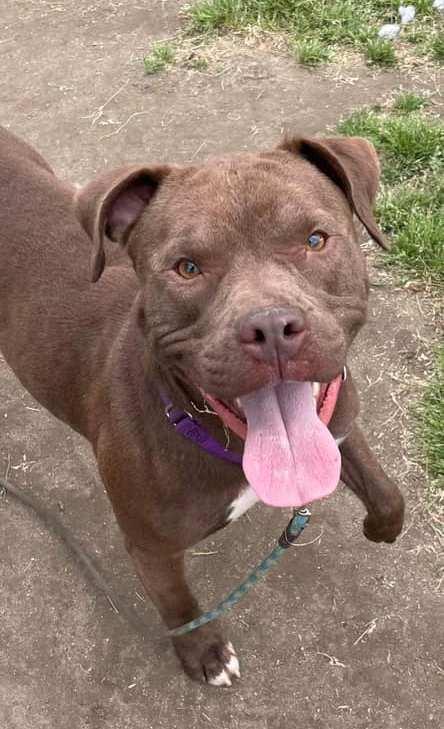 Enlarge Smiley, a Adoptable Pit Bull Terrier in Hershey, PA image 5/6