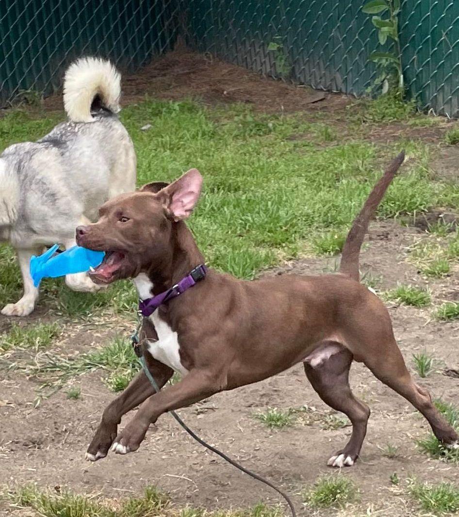 Enlarge Smiley, a Adoptable Pit Bull Terrier in Hershey, PA image 6/6