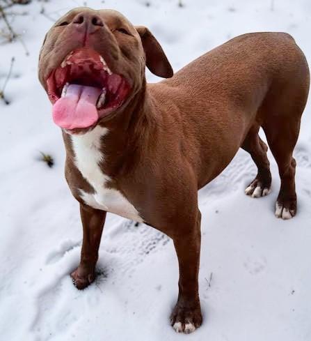 Enlarge Smiley, a Adoptable Pit Bull Terrier in Hershey, PA image 2/6