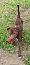 Enlarge Smiley, a Adoptable Pit Bull Terrier in Hershey, PA image 3/6