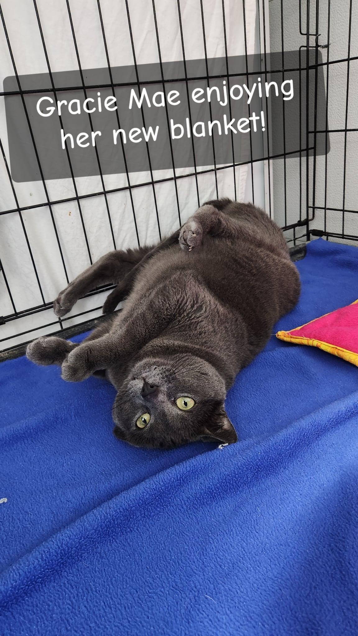 Enlarge Gracie Mae, a Adoptable Domestic Short Hair in Le Mars, IA image 2/3