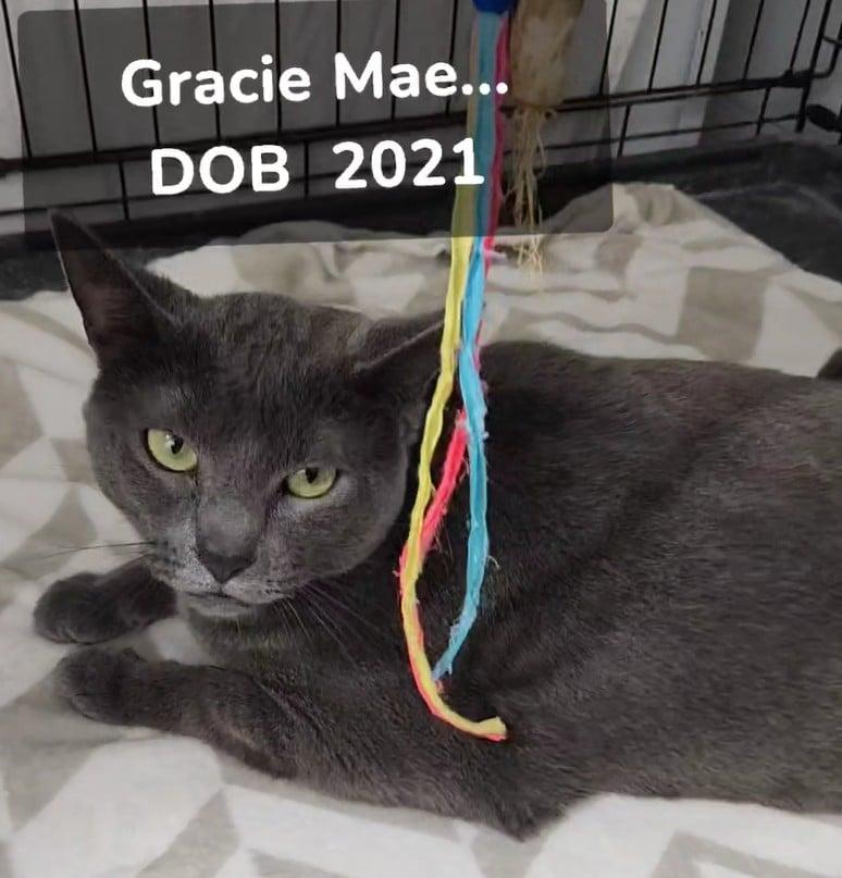 Enlarge Gracie Mae, a Adoptable Domestic Short Hair in Le Mars, IA image 1/3
