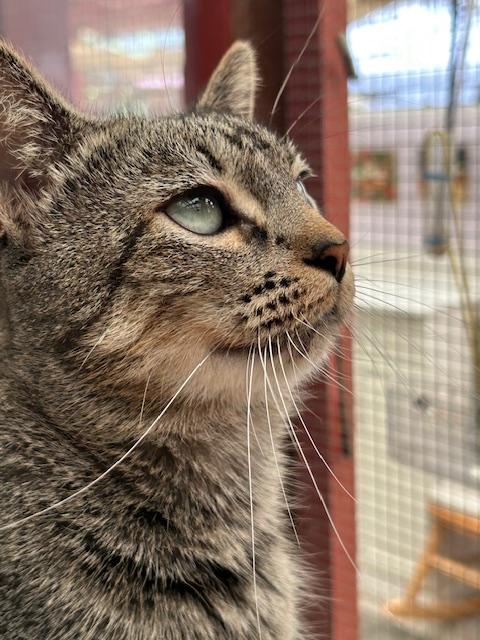 Enlarge Gypsy, a Adoptable Tabby in Santa Barbara, CA image 1/3