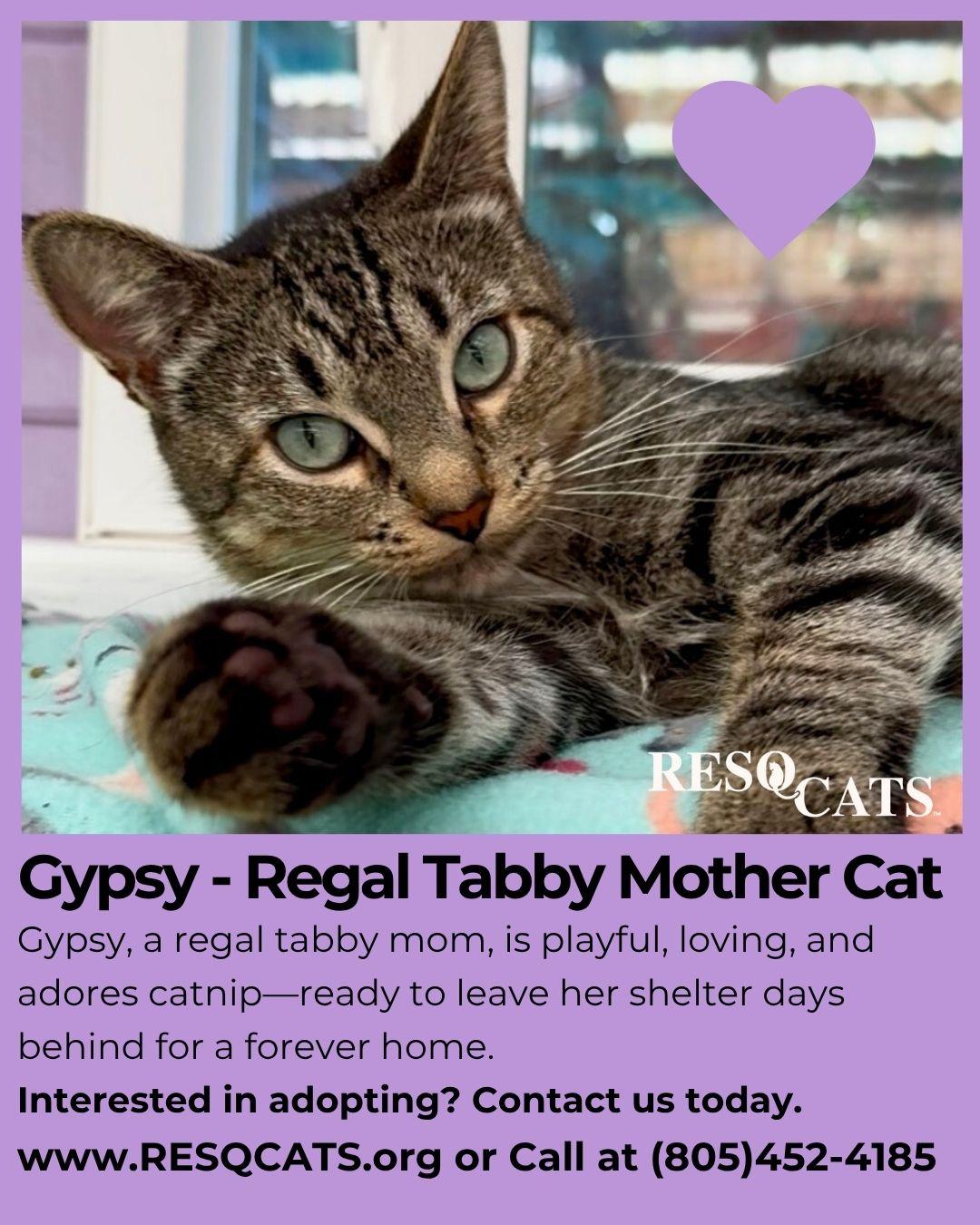 Enlarge Gypsy, a Adoptable Tabby in Santa Barbara, CA image 2/3
