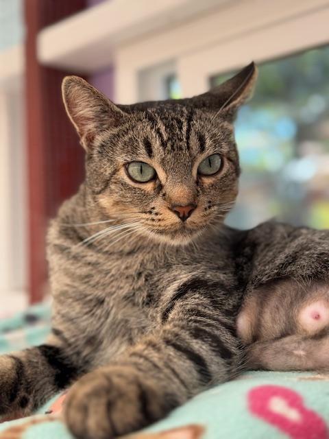 Enlarge Gypsy, a Adoptable Tabby in Santa Barbara, CA image 3/3
