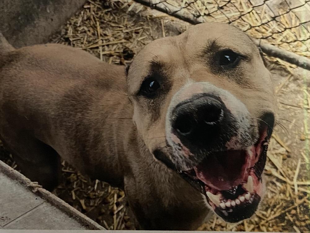 Enlarge Leo, a Adoptable mixed breed in Fort Madison, IA image 1/1