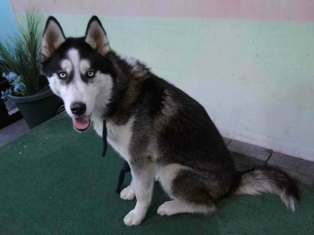 Enlarge ROCKY, a Adoptable Siberian Husky in Baldwin Park, CA image 1/2