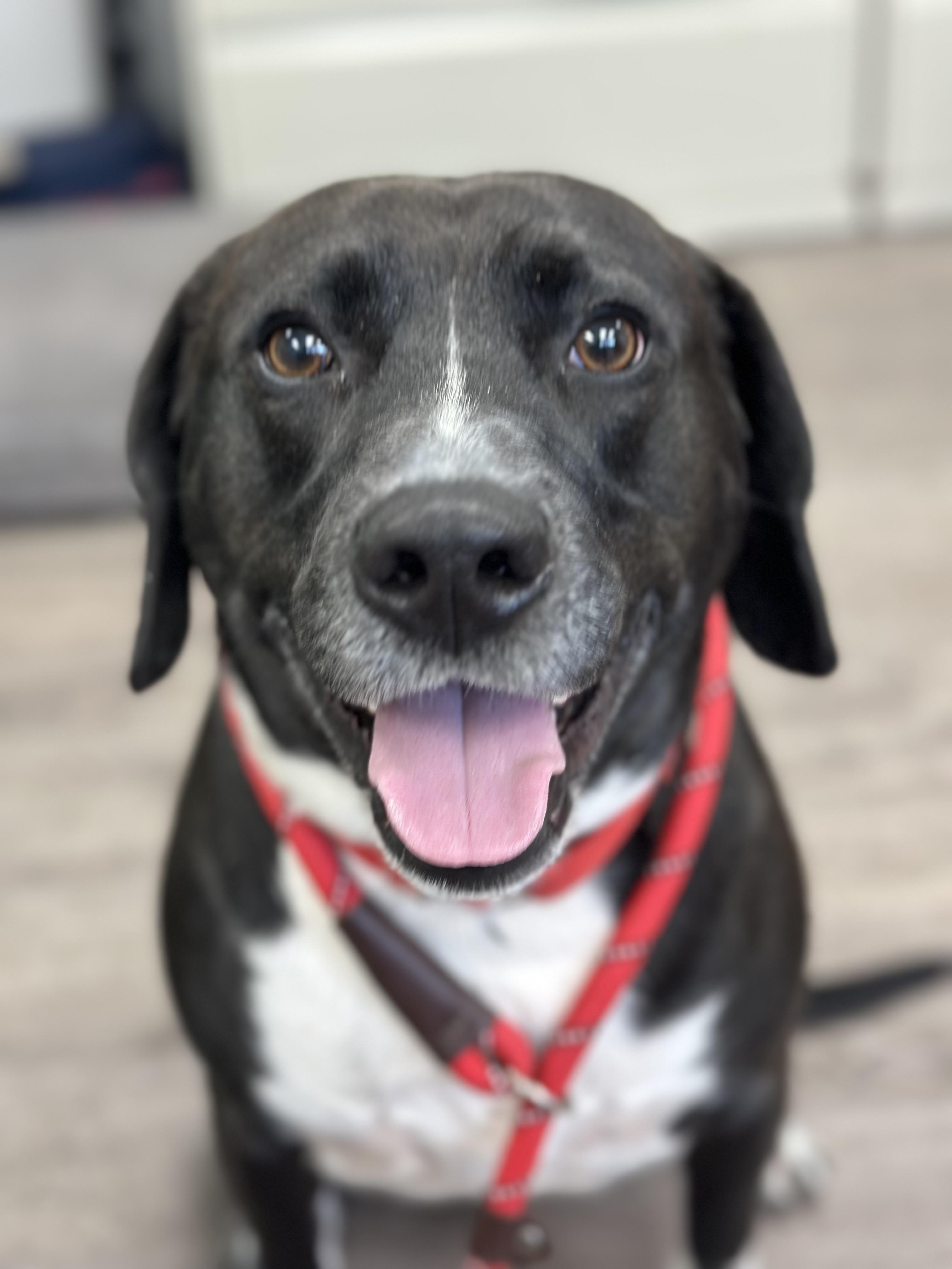 Enlarge Vega, a Adoptable mixed breed in Newburgh, NY image 6/6