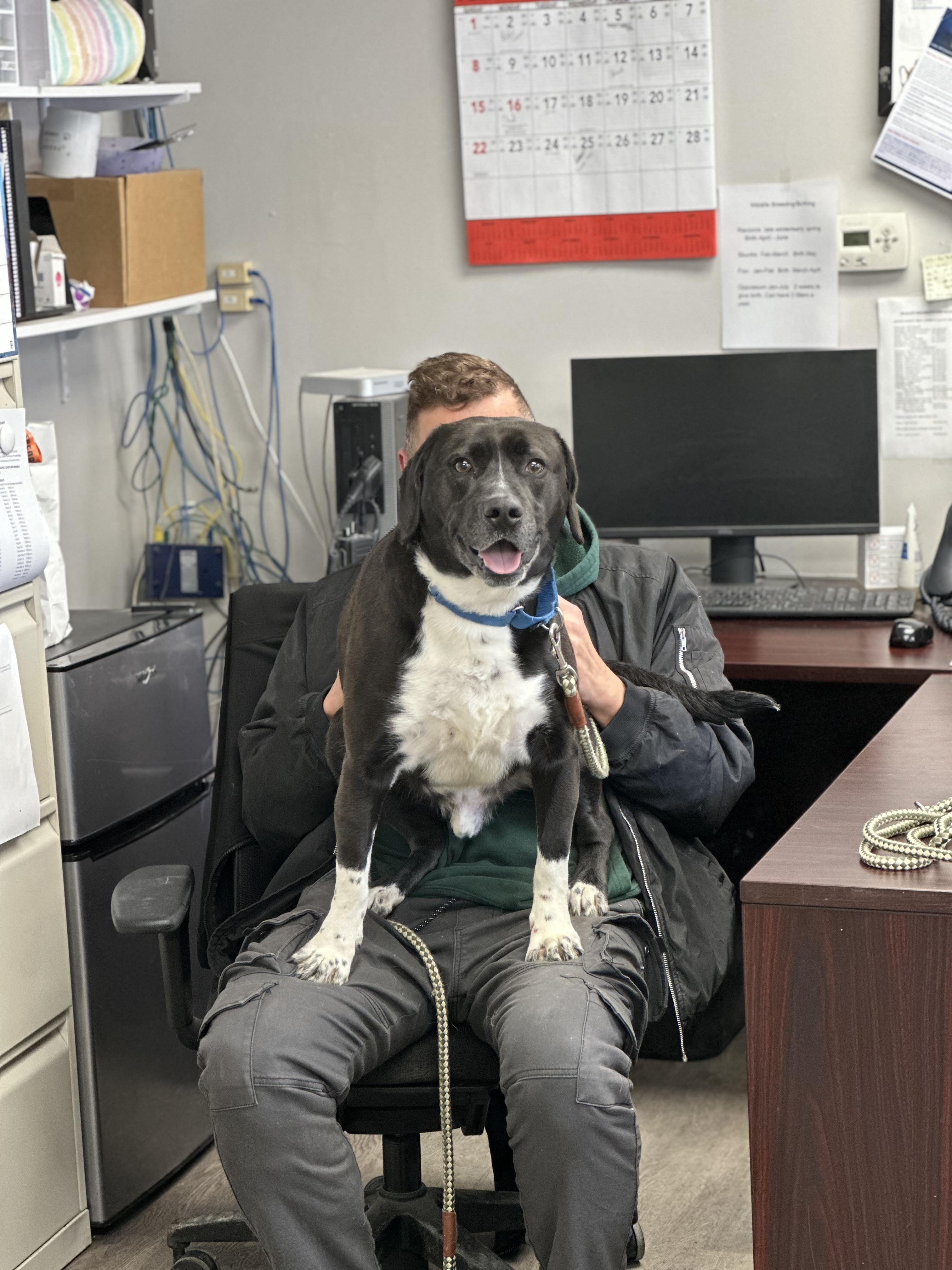 Enlarge Vega, a Adoptable mixed breed in Newburgh, NY image 5/6