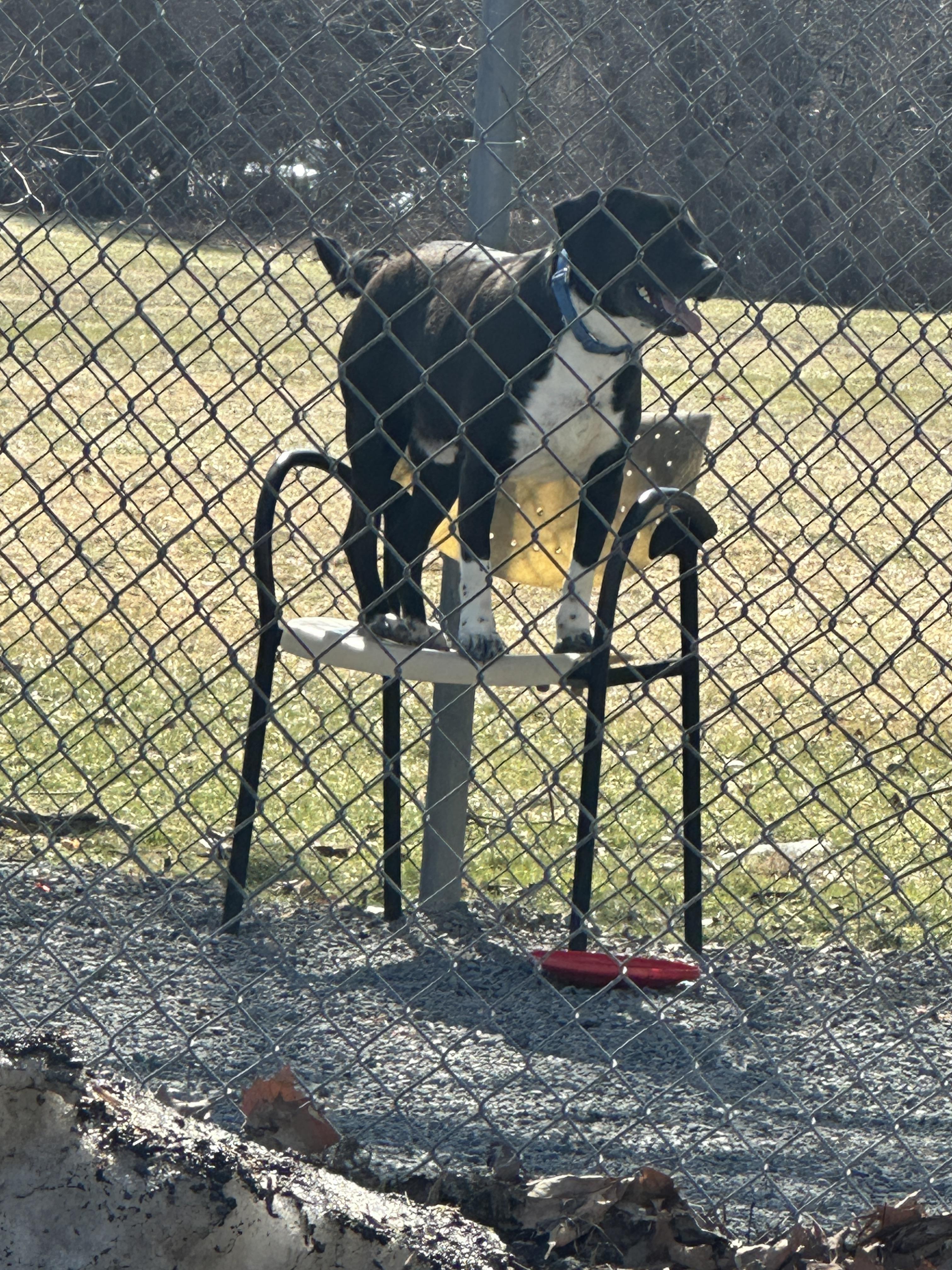 Enlarge Vega, a Adoptable mixed breed in Newburgh, NY image 4/6