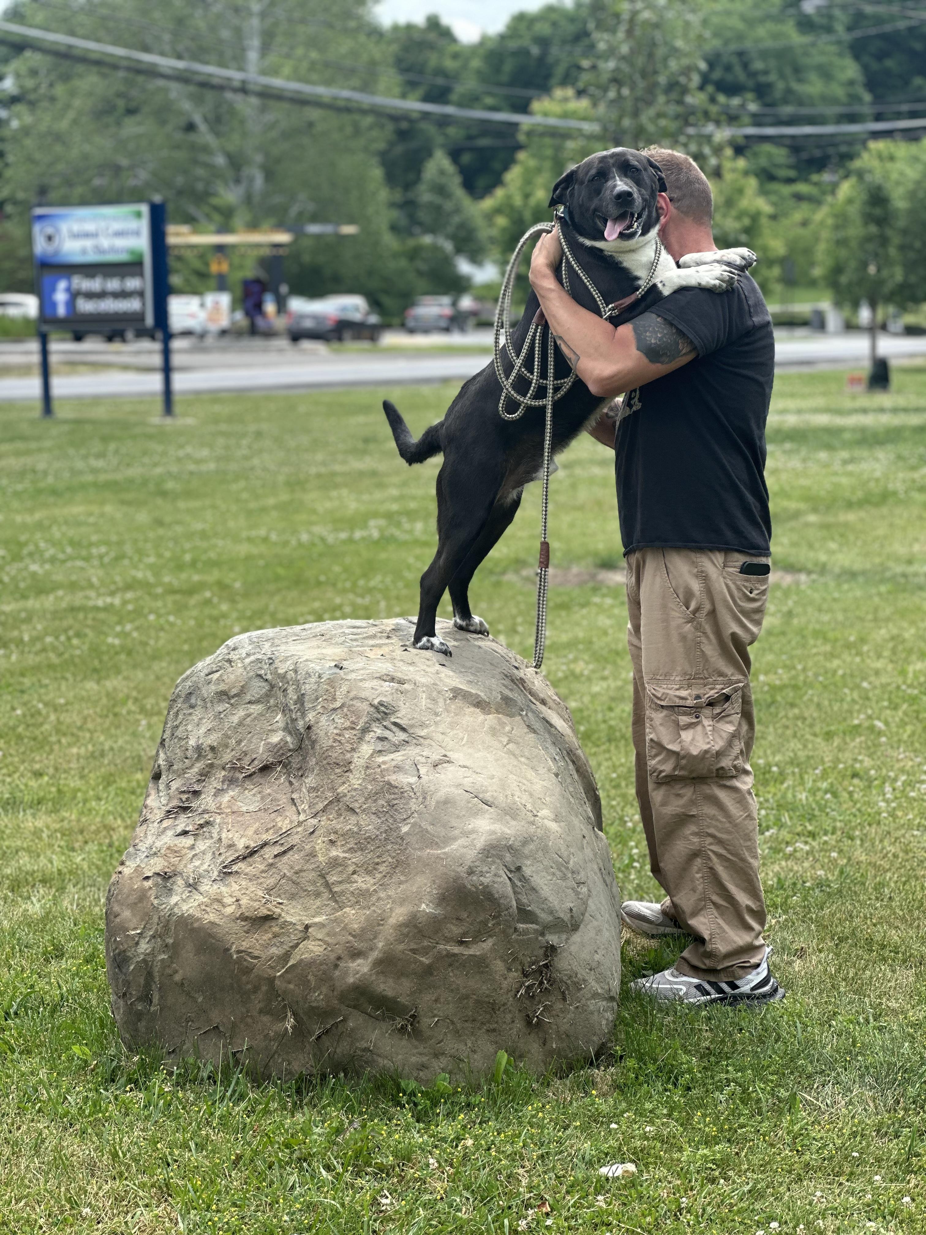 Enlarge Vega, a Adoptable mixed breed in Newburgh, NY image 2/6