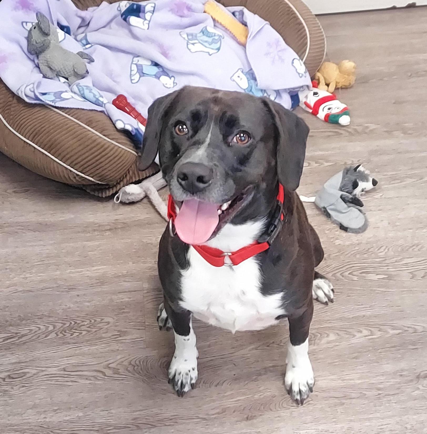 Vega, Adoptable, Adult Male Pointer.