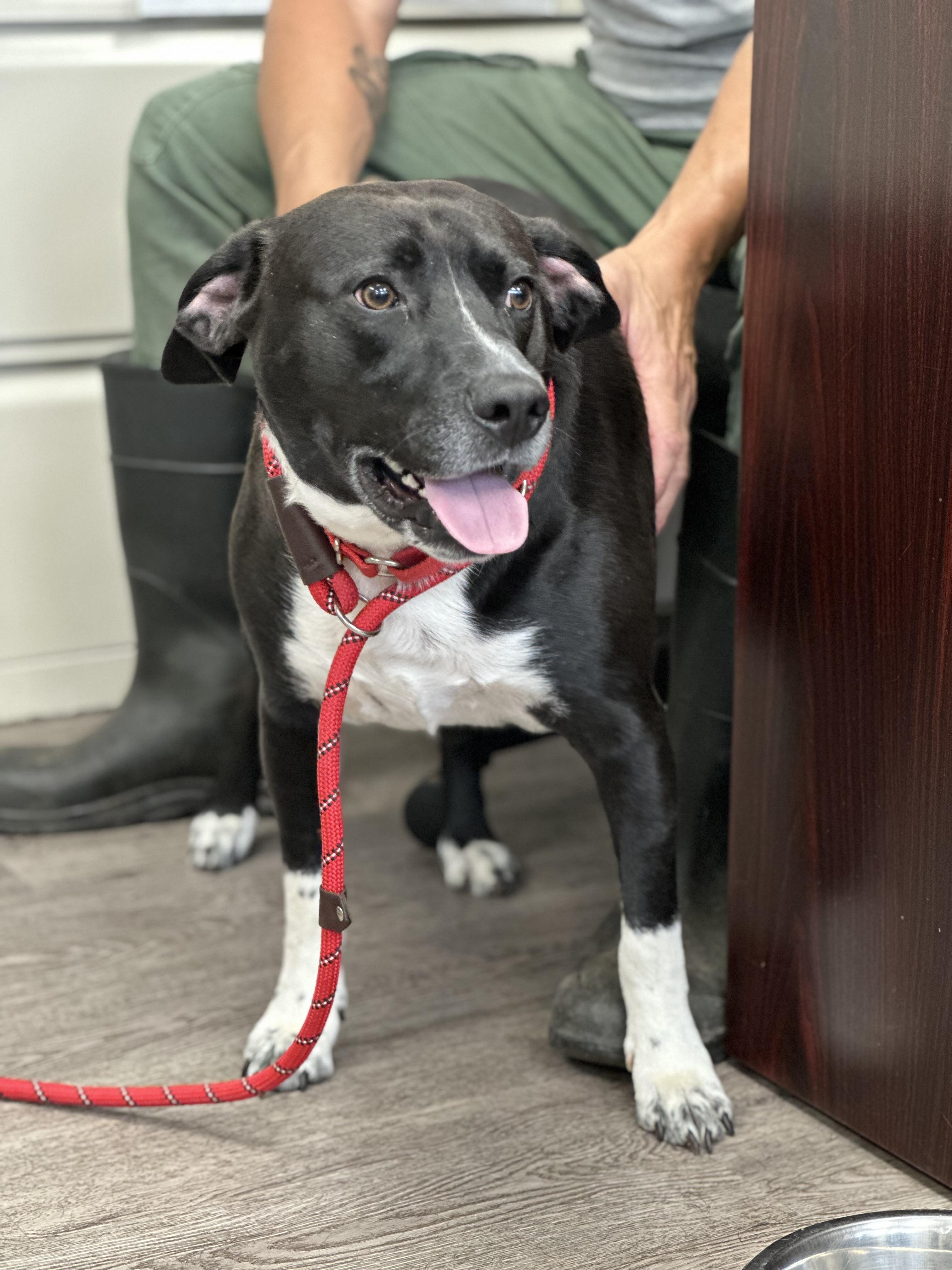 Enlarge Vega, a Adoptable mixed breed in Newburgh, NY image 3/6