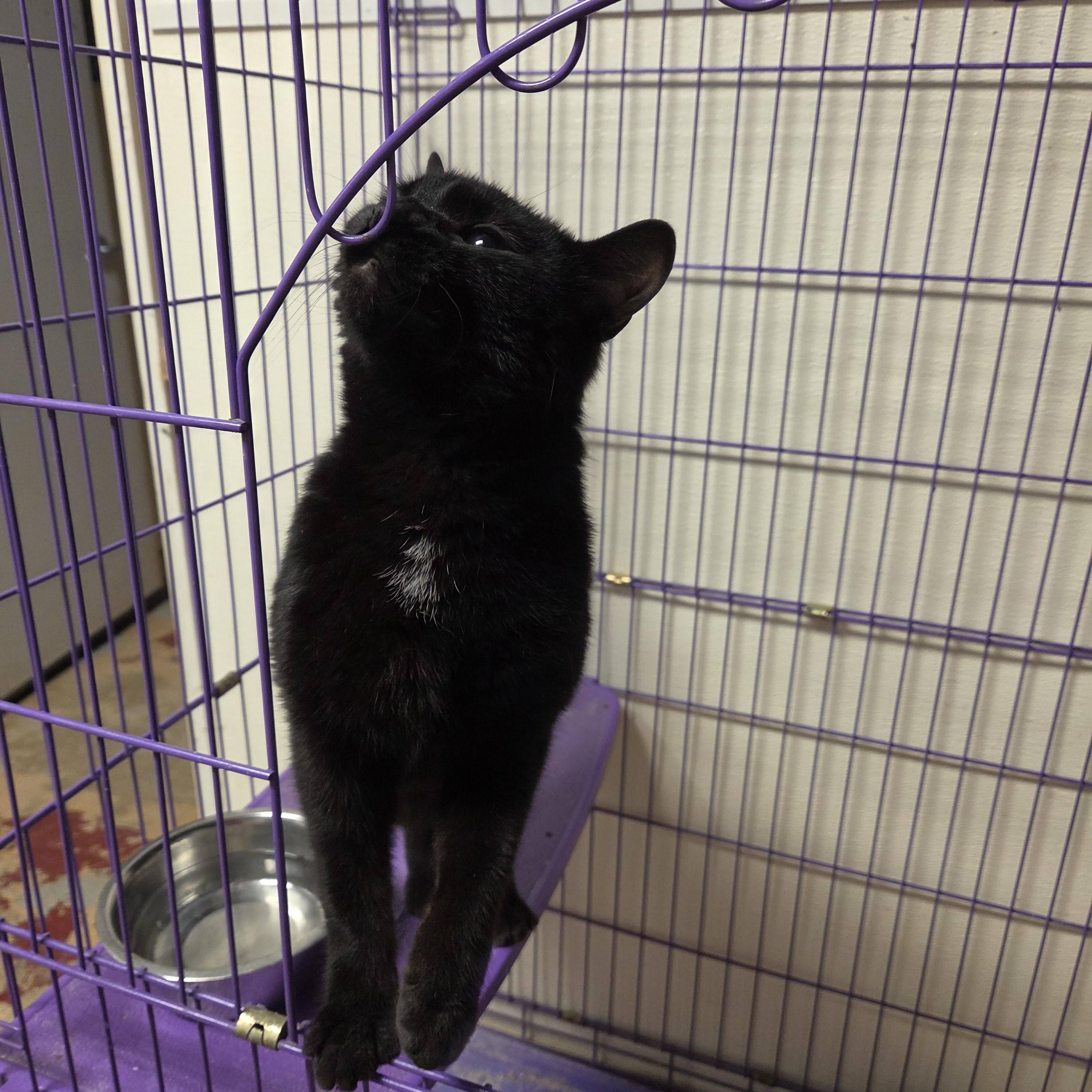 Frog, a ADOPTABLE American Shorthair in Toledo, OH image 2/2