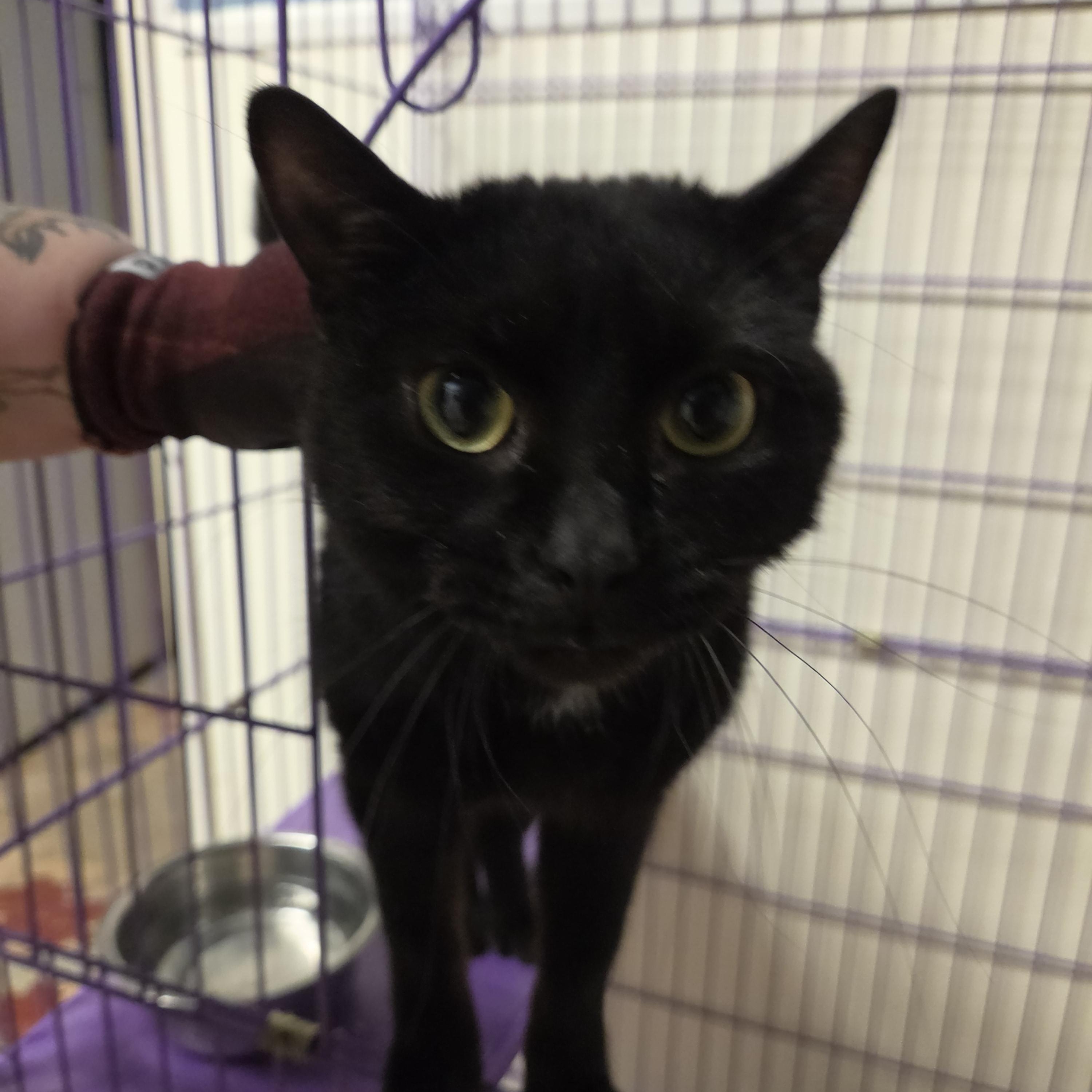 Frog, a ADOPTABLE American Shorthair in Toledo, OH image 1/2