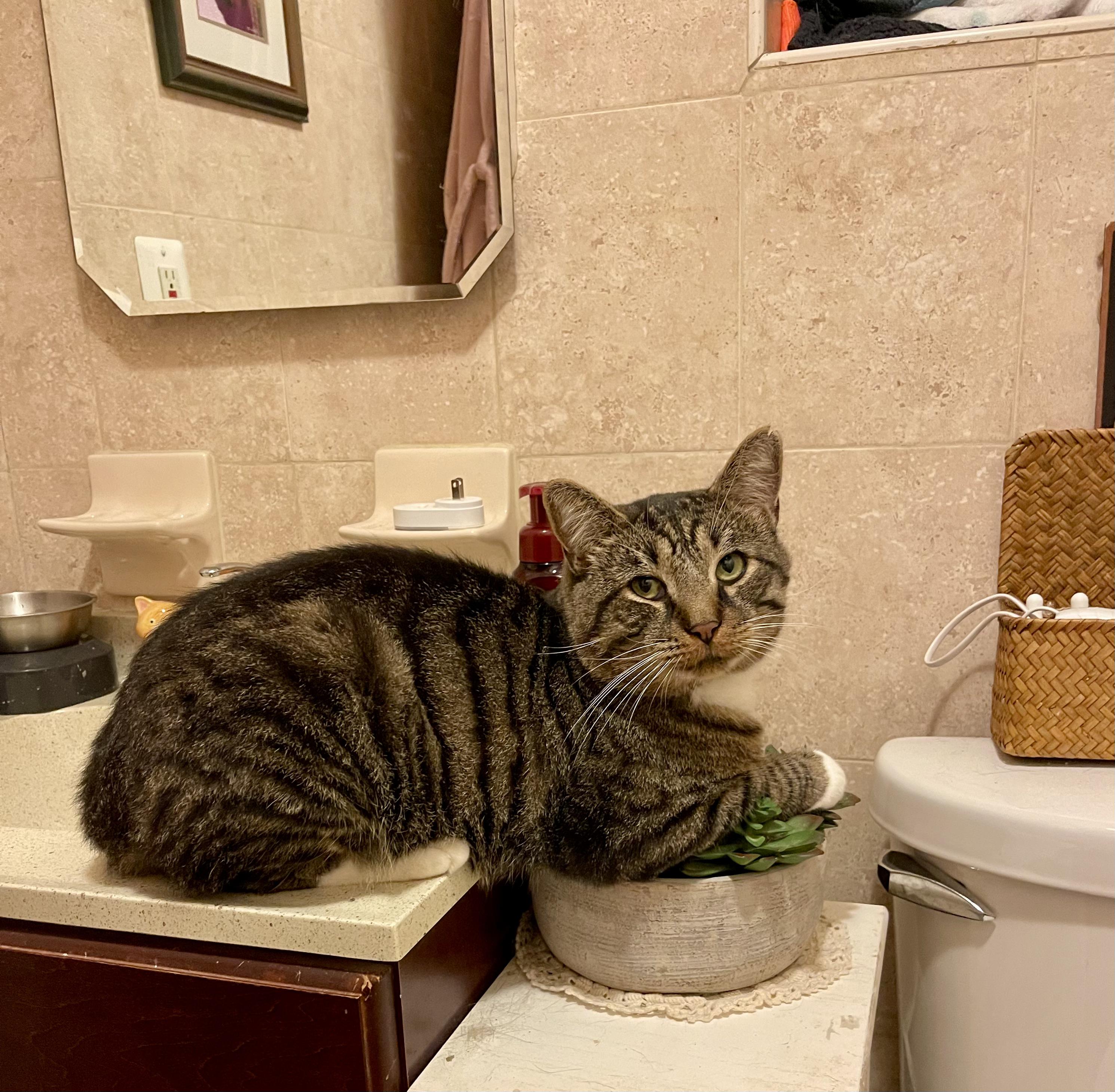 Chip , a ADOPTABLE Domestic Short Hair in Staten Island, NY image 5/6