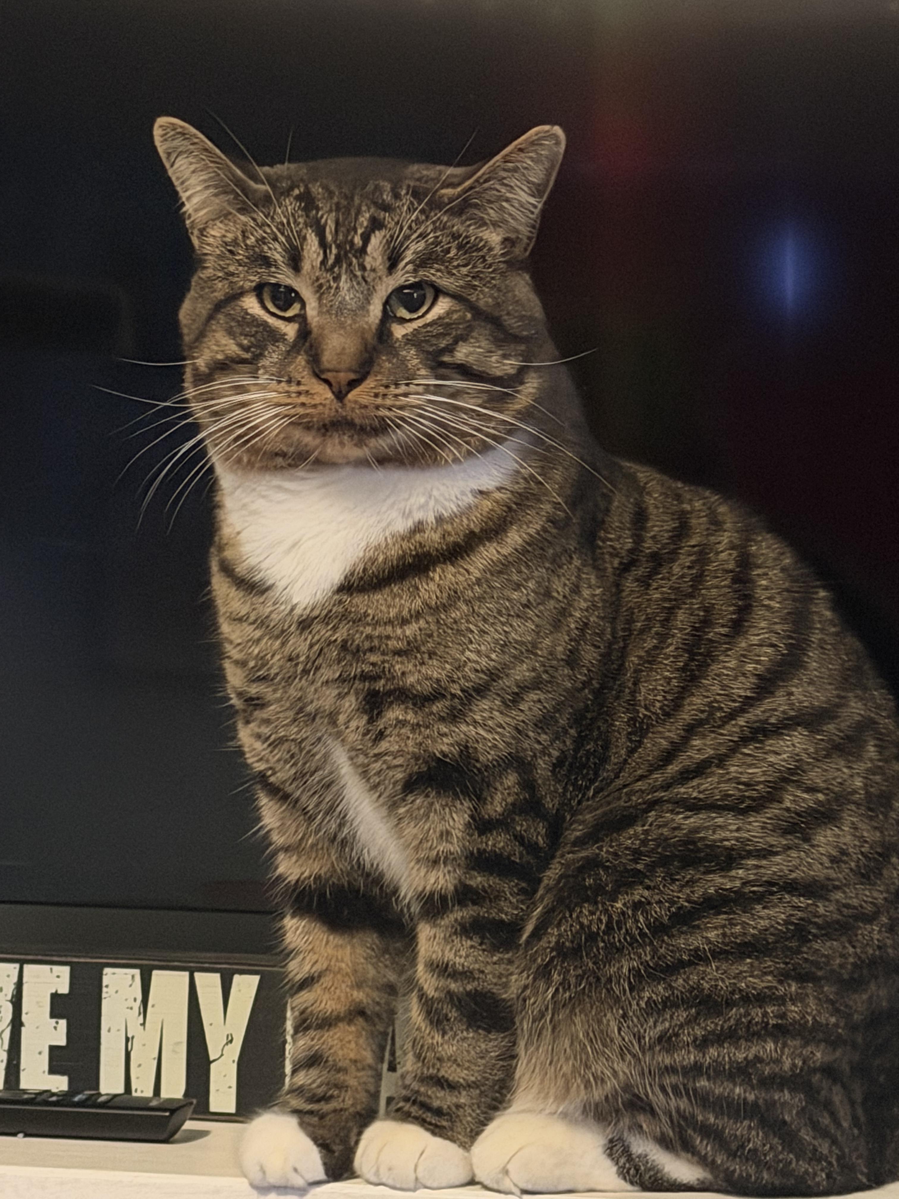 Chip , a ADOPTABLE Domestic Short Hair in Staten Island, NY image 4/6