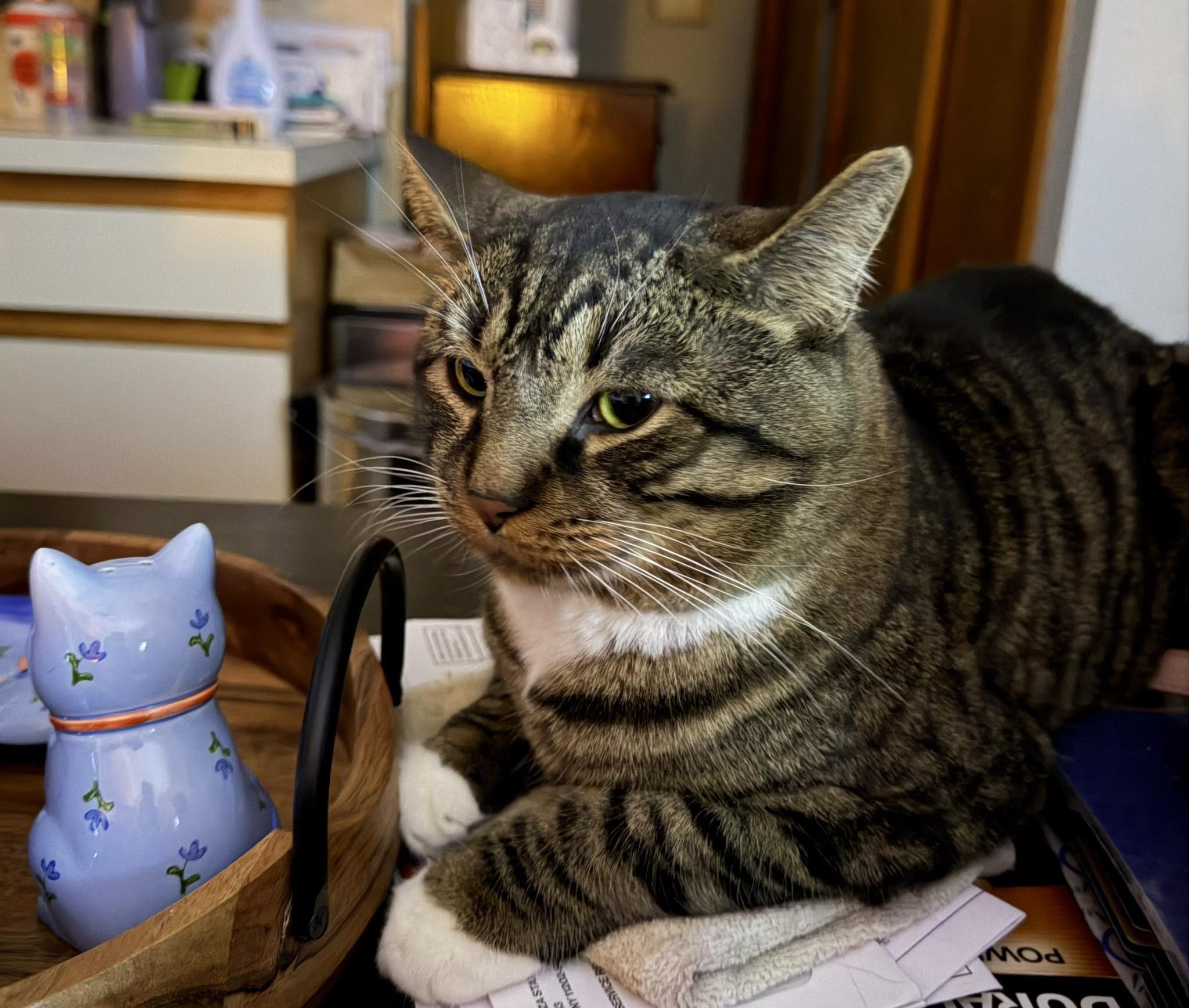 Chip , a ADOPTABLE Domestic Short Hair in Staten Island, NY image 2/6