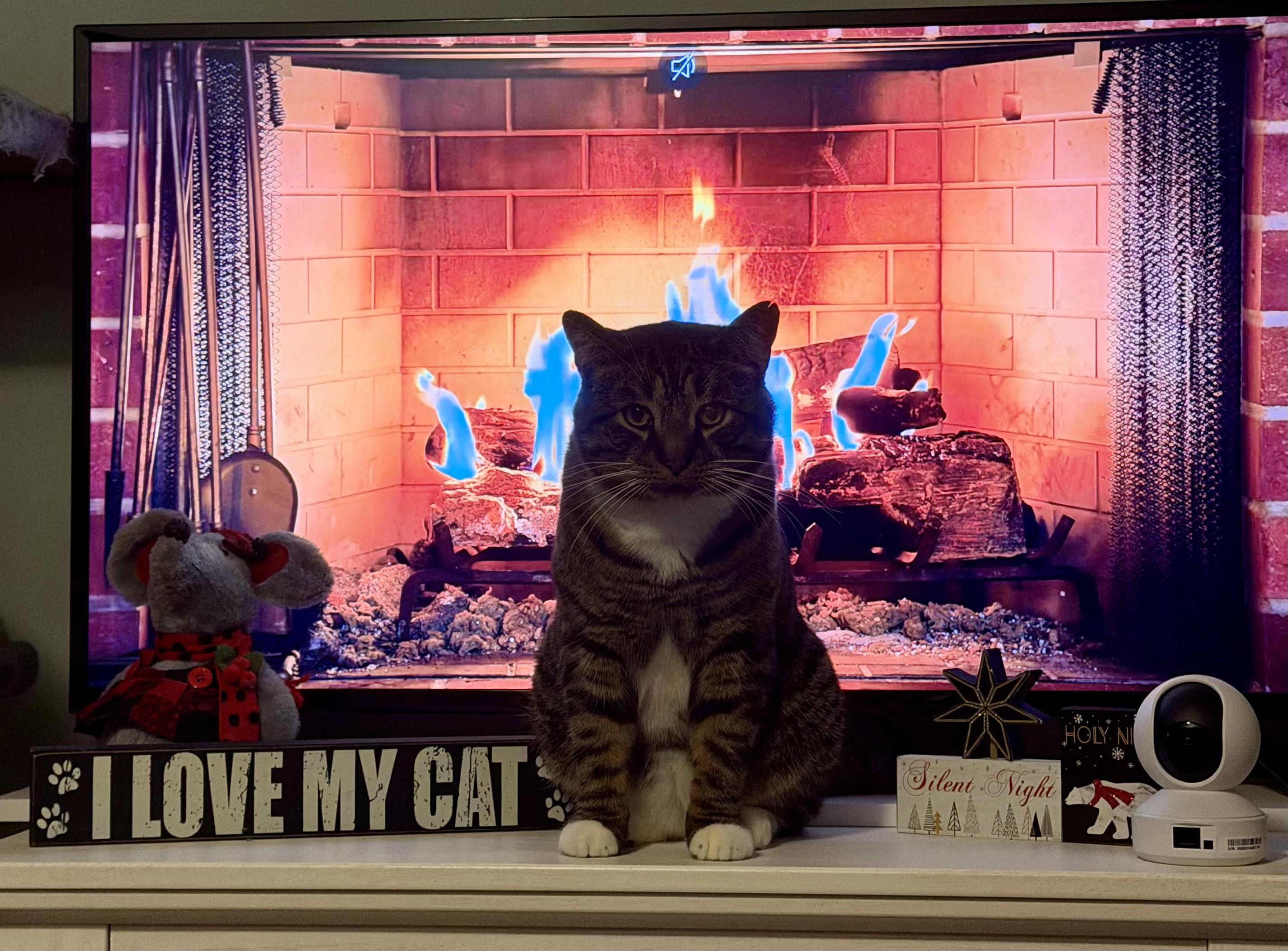 Chip , ADOPTABLE, Adult Male Domestic Short Hair.