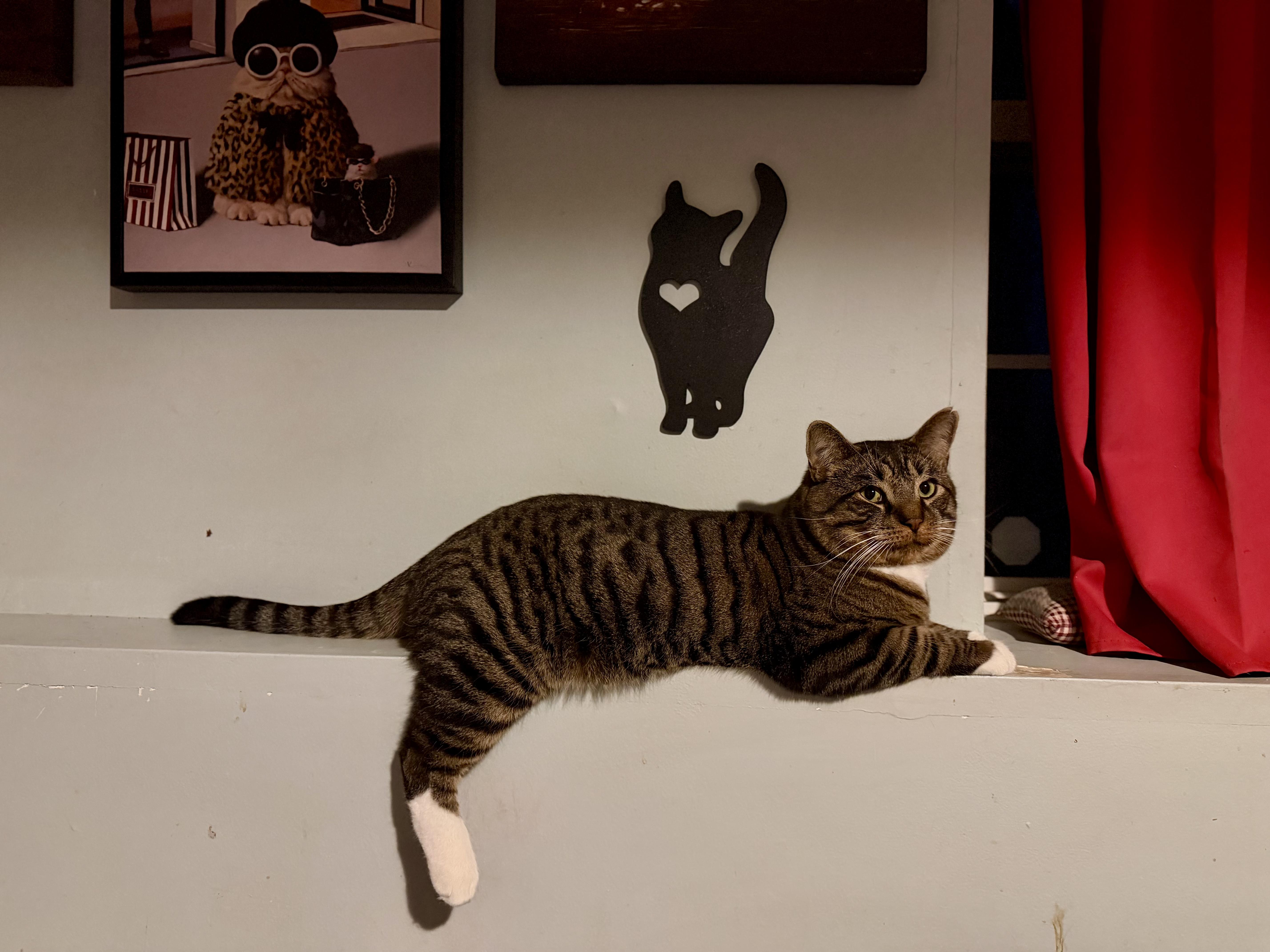 Chip , a ADOPTABLE Domestic Short Hair in Staten Island, NY image 3/6