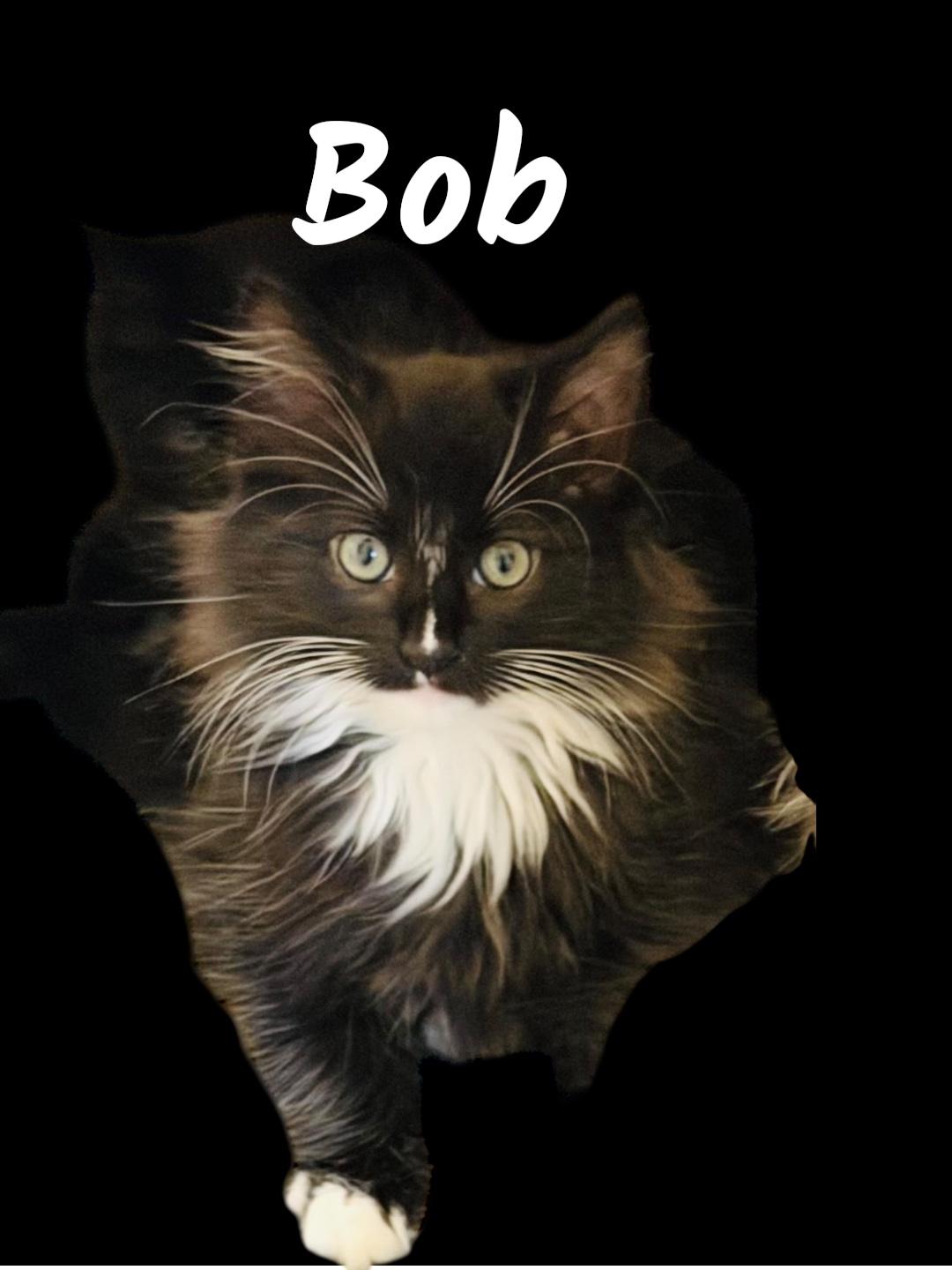 Bob, Adoptable, Kitten Male Domestic Long Hair.