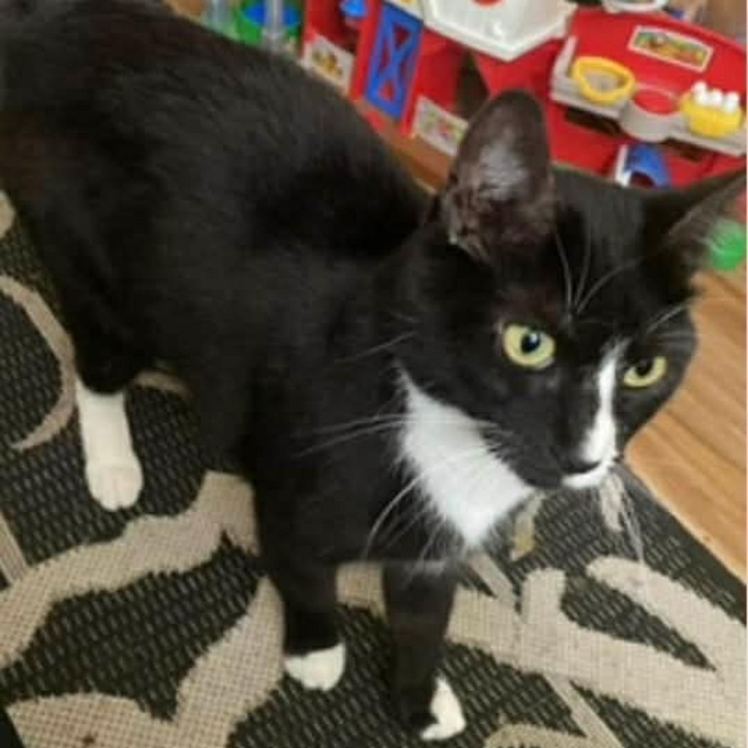 Enlarge Pogue, an adopted Tuxedo in Maple Shade, NJ image 4/4