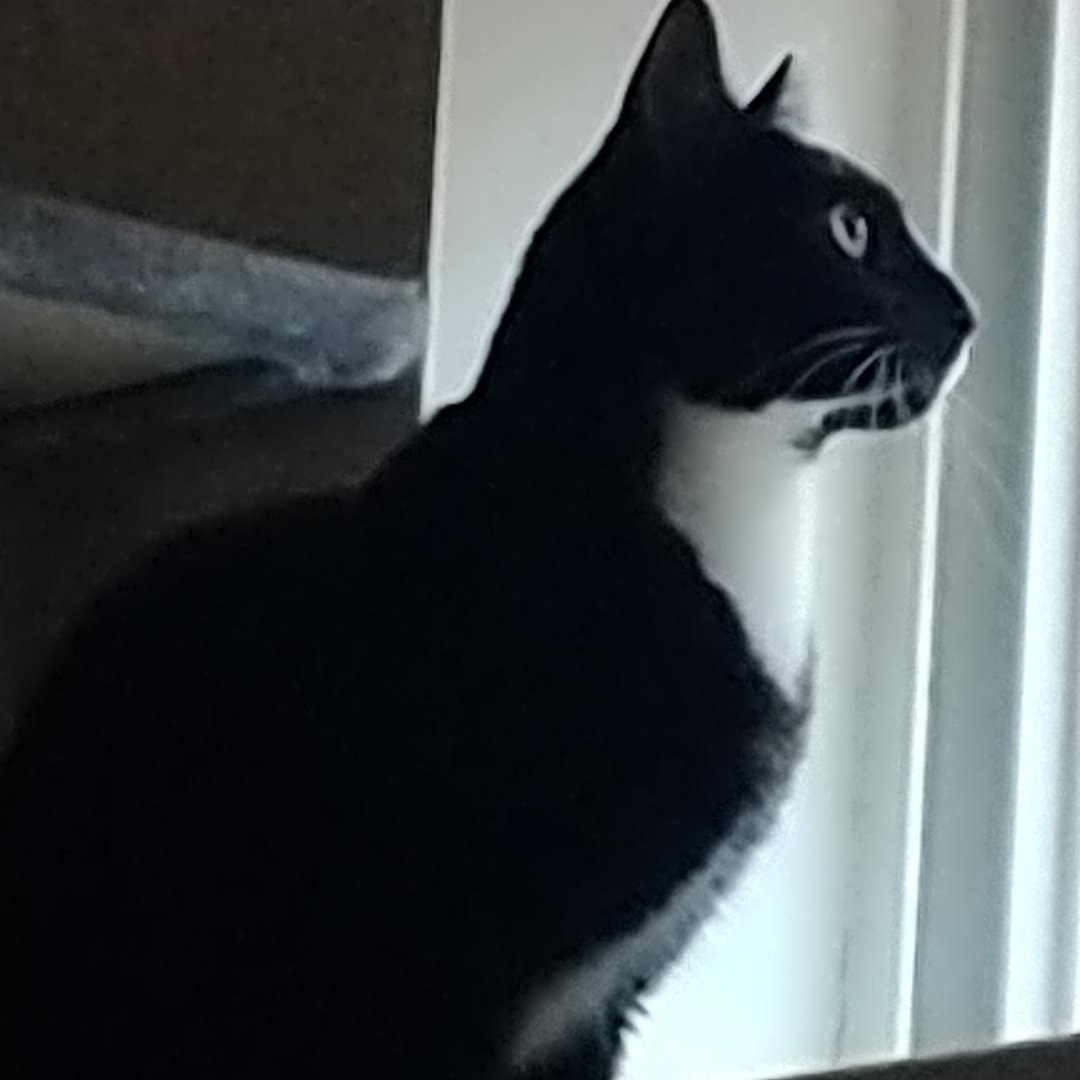 Enlarge Pogue, an adopted Tuxedo in Maple Shade, NJ image 3/4