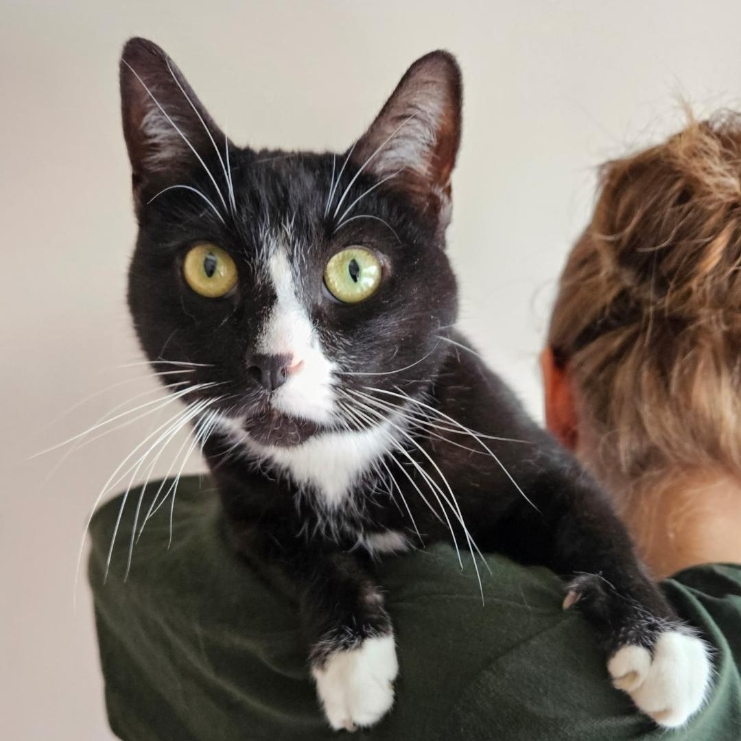 Enlarge Pogue, an adopted Tuxedo in Maple Shade, NJ image 2/4
