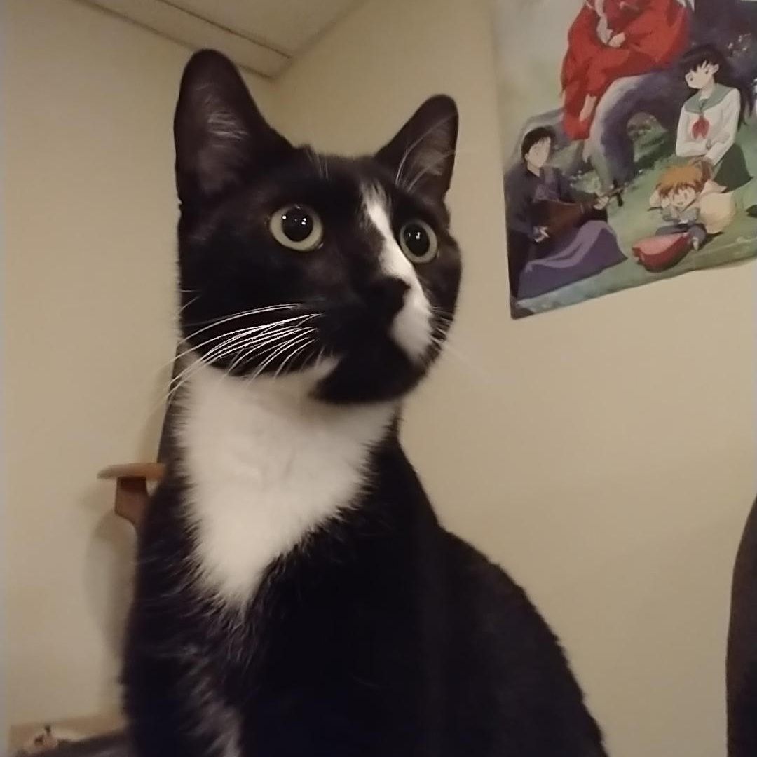 Enlarge Pogue, an adopted Tuxedo in Maple Shade, NJ image 1/4