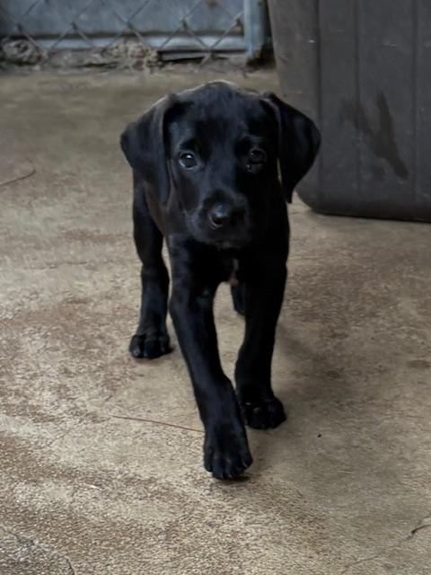 Enlarge Crinkle, a Adopted Labrador Retriever in Cairo, GA image 4/4