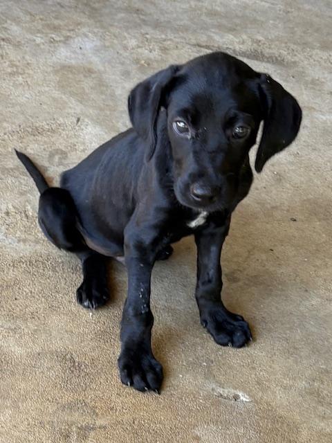 Enlarge Crinkle, a Adopted Labrador Retriever in Cairo, GA image 2/4