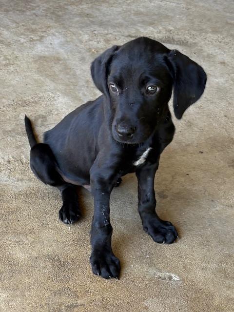Enlarge Crinkle, a Adopted Labrador Retriever in Cairo, GA image 3/4