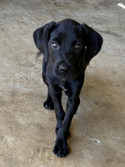 Crinkle, Adopted, Puppy Male Labrador Retriever.