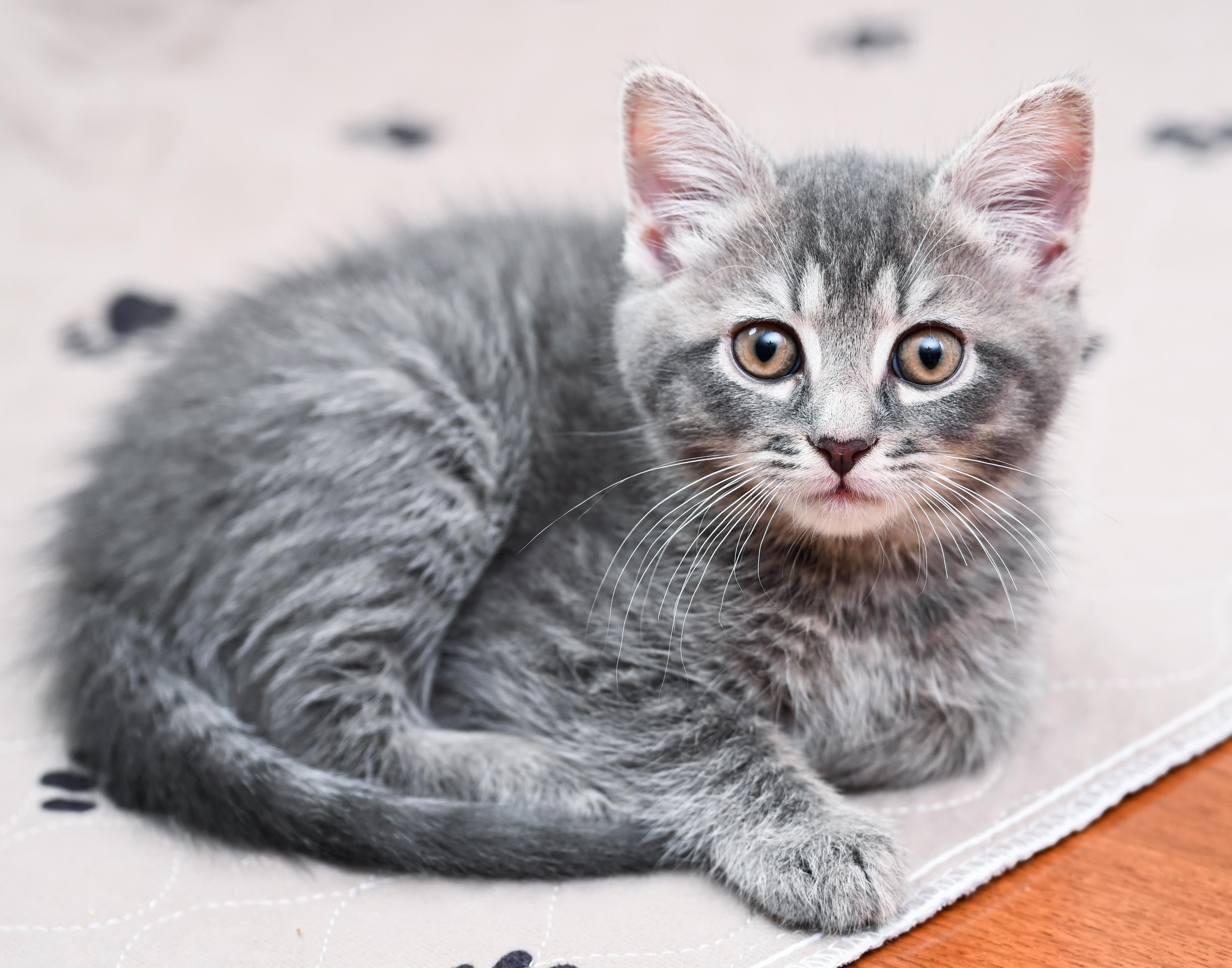 Otter, a Adoptable mixed breed in Chattanooga, TN image 2/5