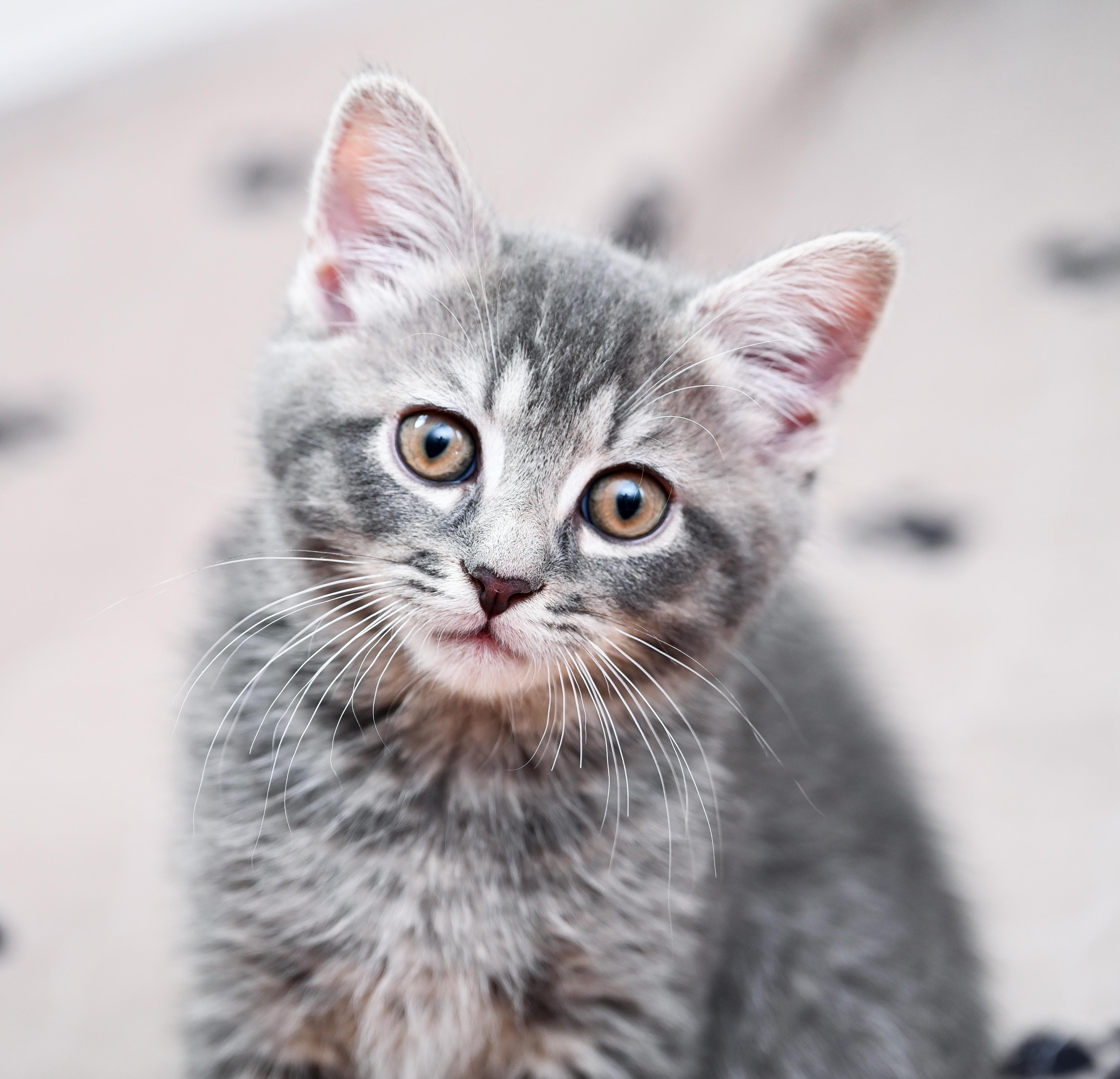 Otter, a Adoptable mixed breed in Chattanooga, TN image 1/5