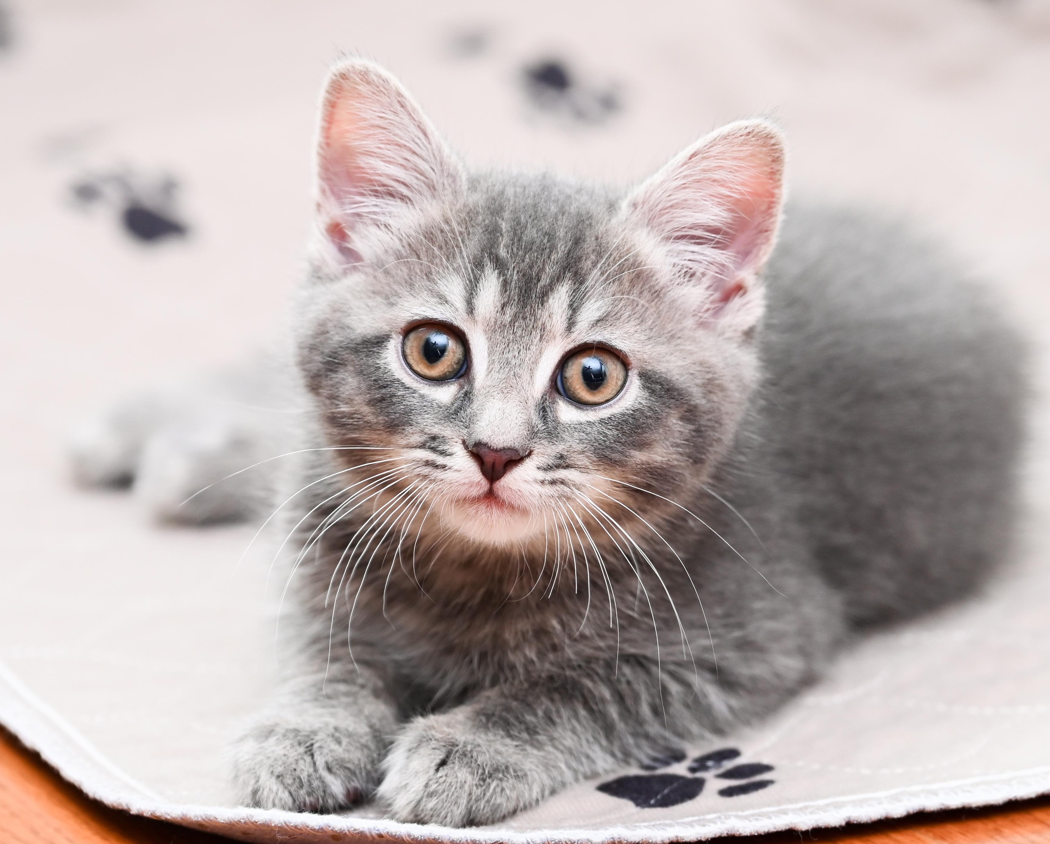 Otter, a Adoptable mixed breed in Chattanooga, TN image 3/5