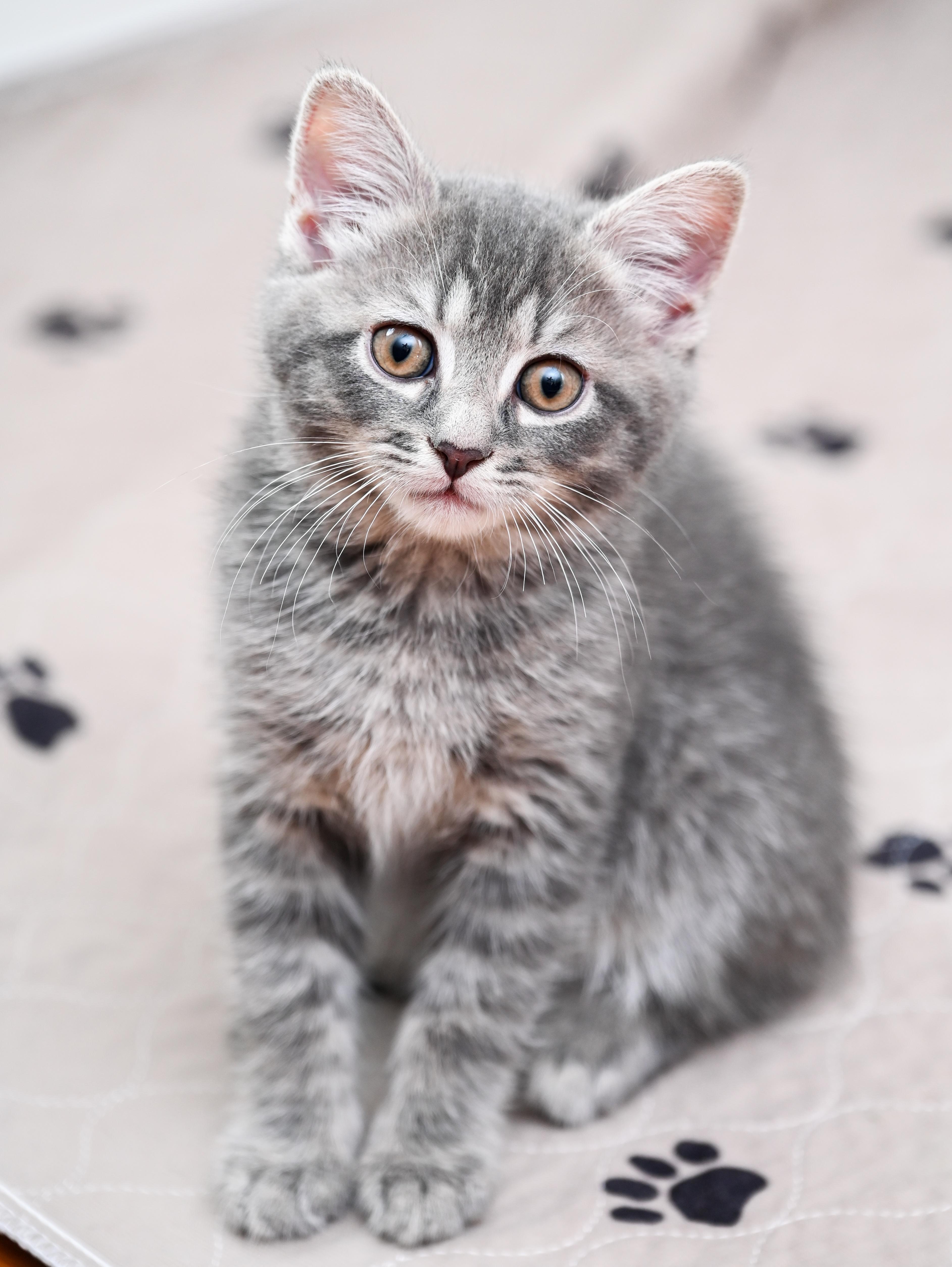 Otter, a Adoptable mixed breed in Chattanooga, TN image 5/5