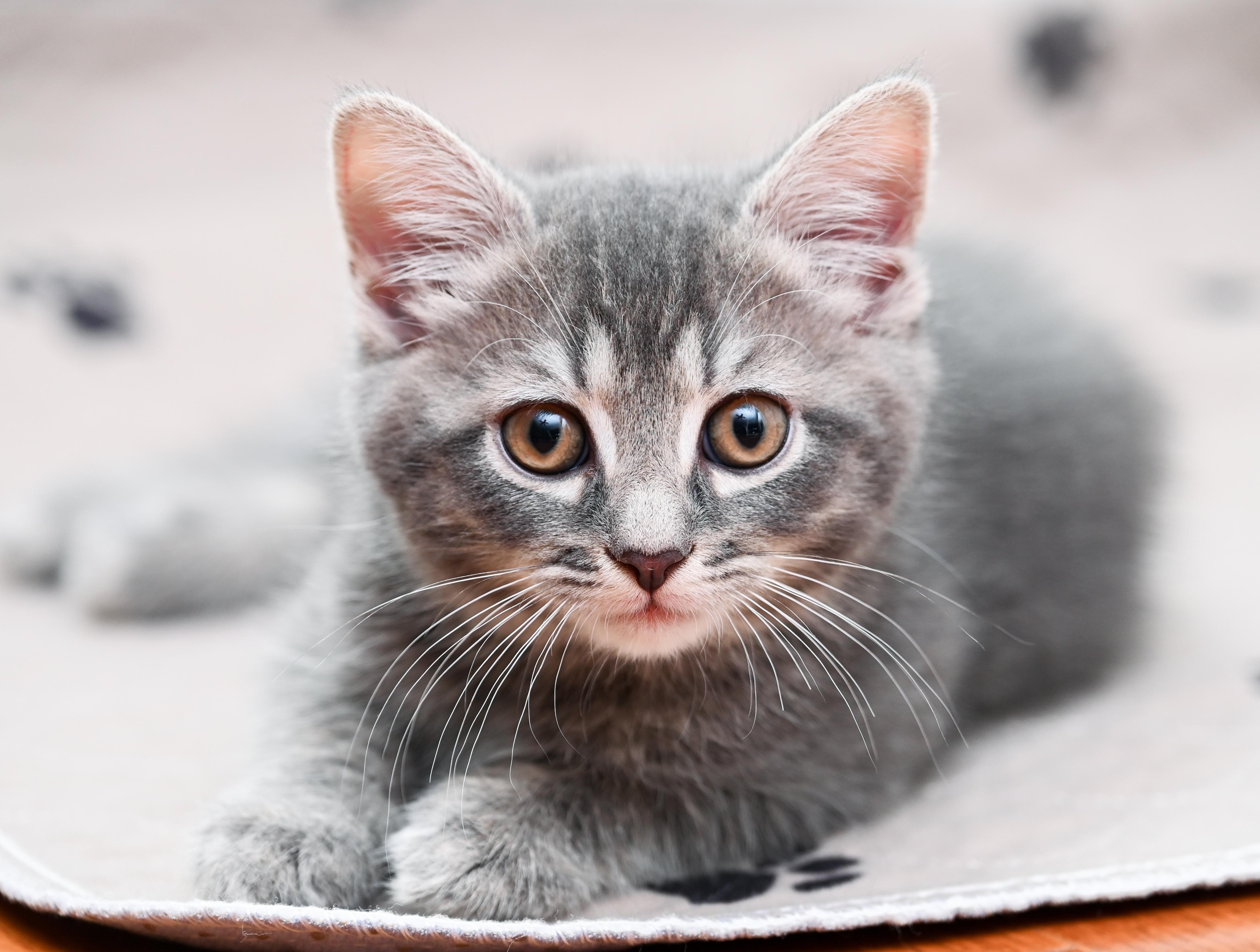 Otter, a Adoptable mixed breed in Chattanooga, TN image 4/5