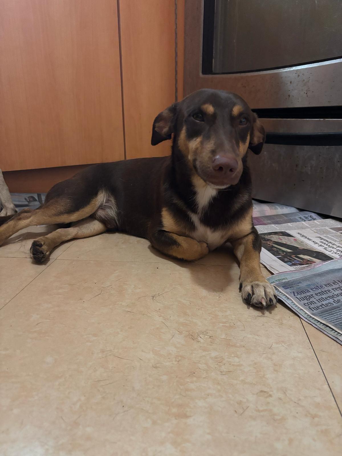 Max, Adult Male unknown