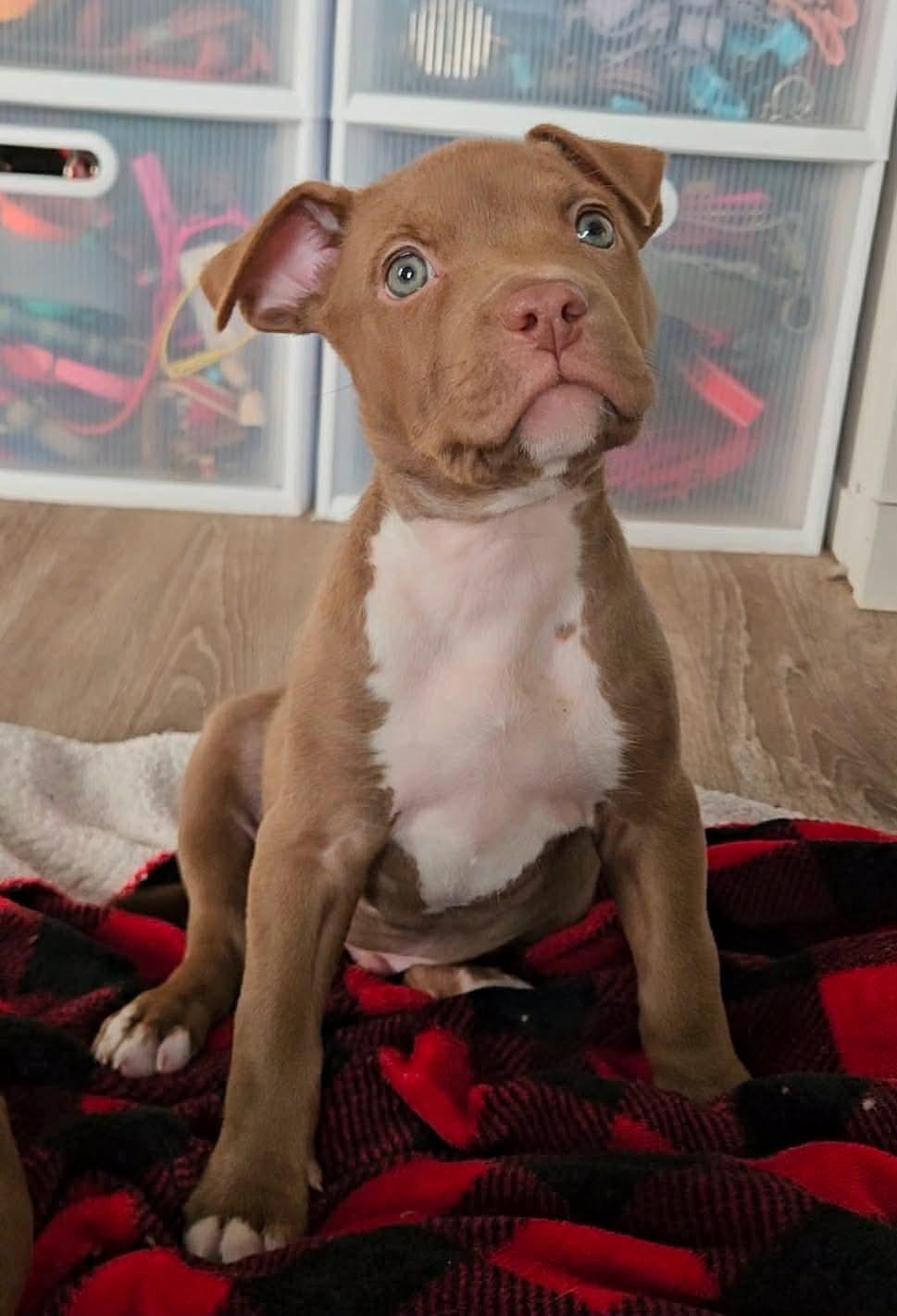 Kona, adoptable, Puppy Male Pit Bull Terrier.