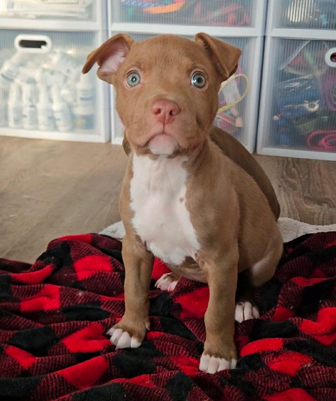 Enlarge Kona, an adoptable mixed breed in China Township, MI image 2/4