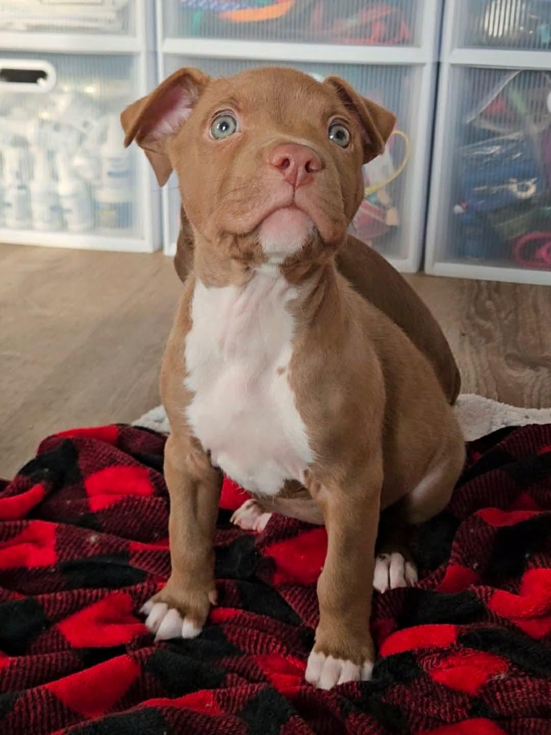 Enlarge Kona, an adoptable mixed breed in China Township, MI image 3/4