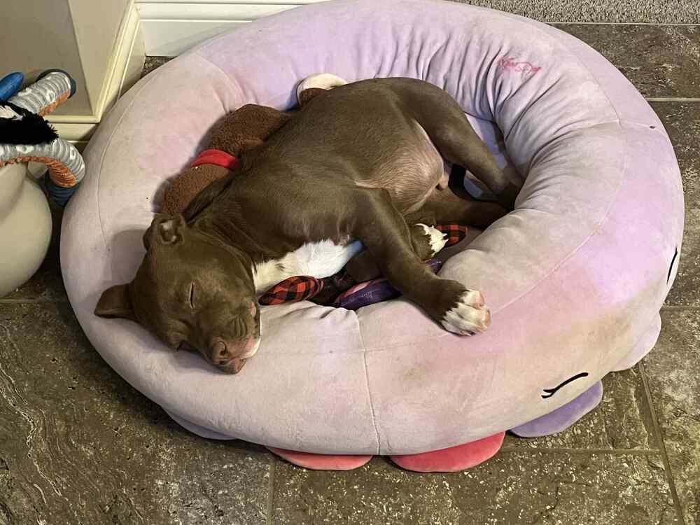 Kona, adoptable, Puppy Male Pit Bull Terrier.