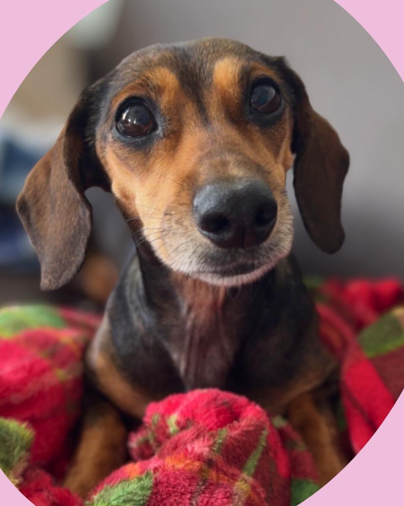 Enlarge Puddles, a Adoptable Dachshund in Bryan, TX image 1/6