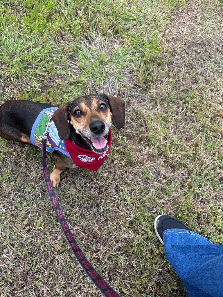 Enlarge Puddles, a Adoptable Dachshund in Bryan, TX image 2/6