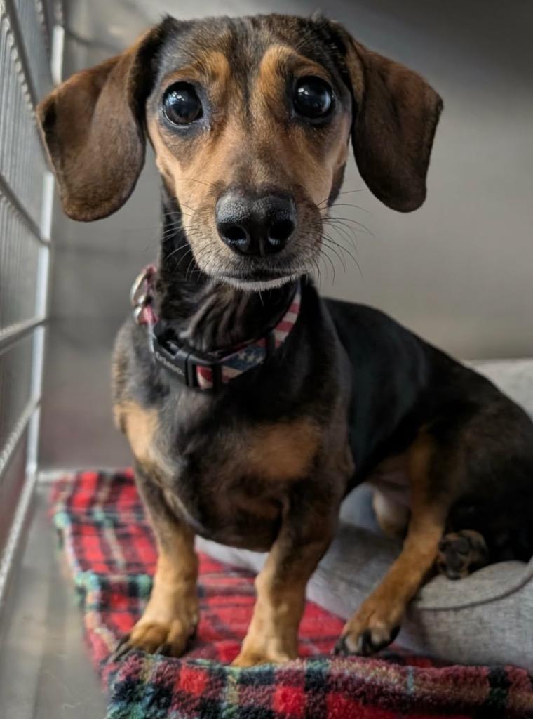 Enlarge Puddles, a Adoptable Dachshund in Bryan, TX image 2/6