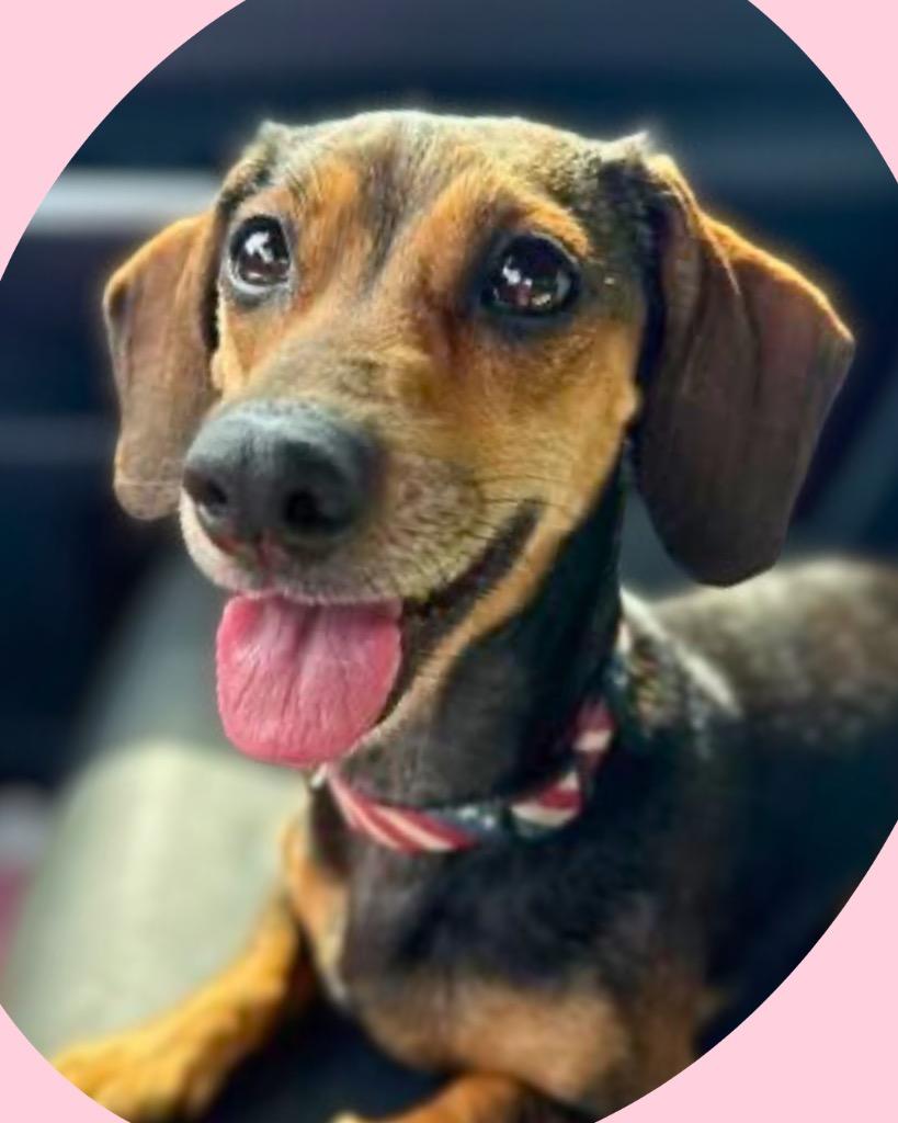 Enlarge Puddles, a Adoptable Dachshund in Bryan, TX image 3/6