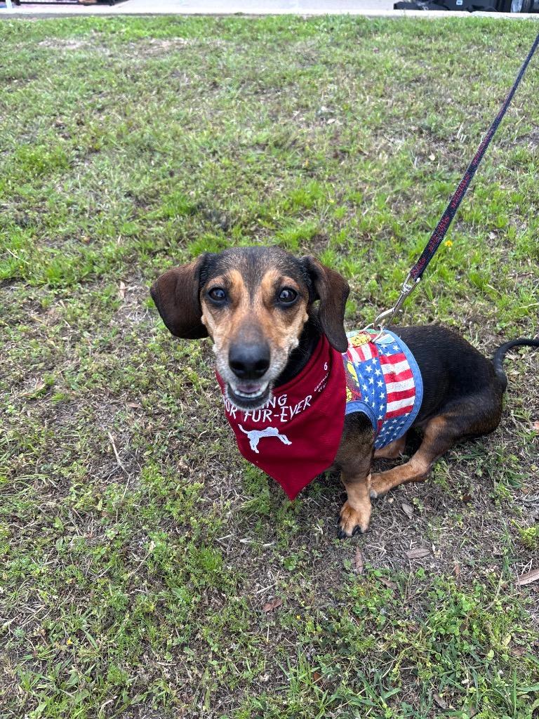 Enlarge Puddles, a Adoptable Dachshund in Bryan, TX image 3/6