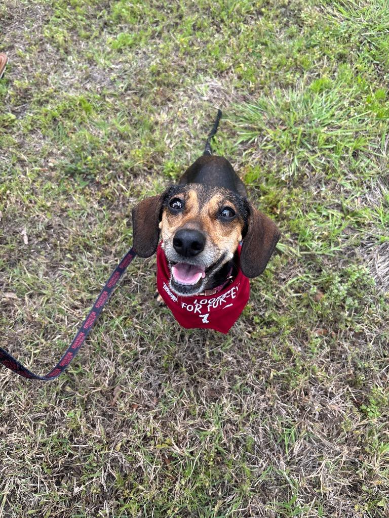 Enlarge Puddles, a Adoptable Dachshund in Bryan, TX image 4/6