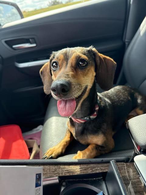 Enlarge Puddles, a Adoptable Dachshund in Bryan, TX image 4/6